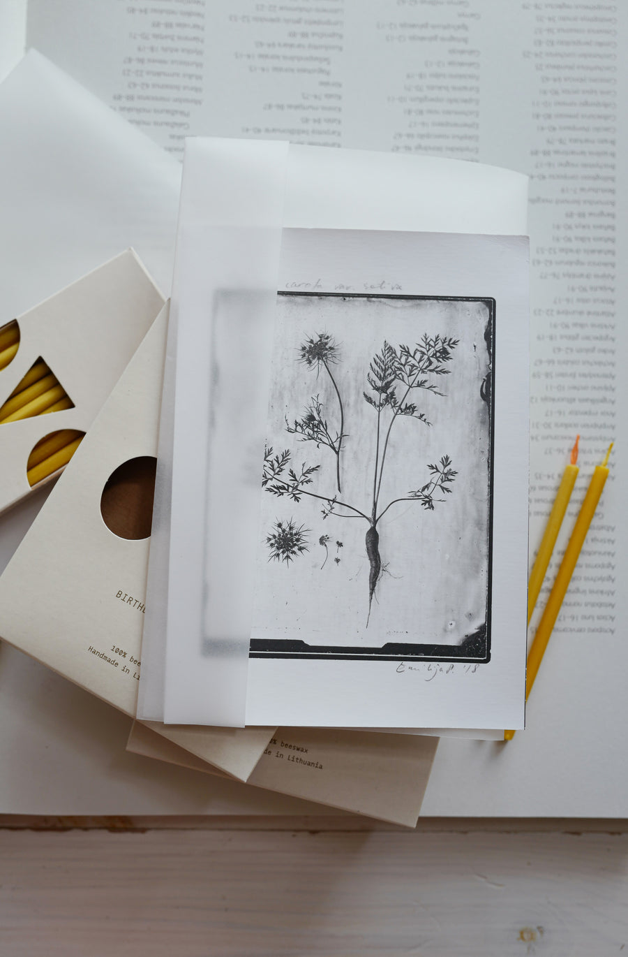 Daucus Carota Var Sativa (Carrot) Silver Print