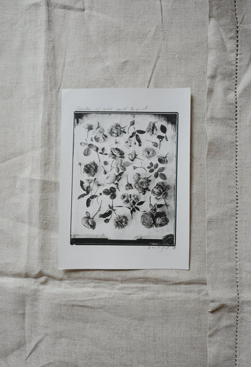 Rose Garden, Mid August Silver Print