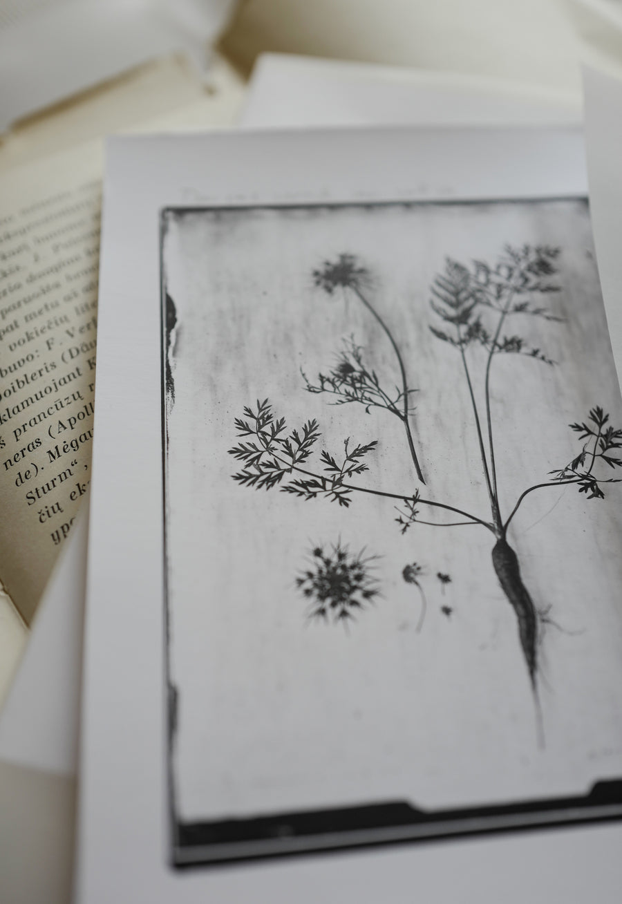 Daucus Carota Var Sativa (Carrot) Silver Print