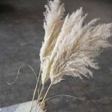 Pampas Grass Fluffy Nature