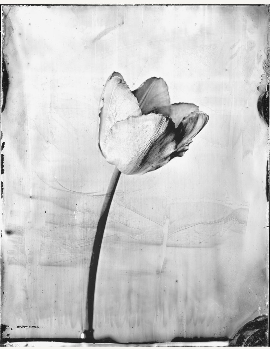 Tulip White Silver Print