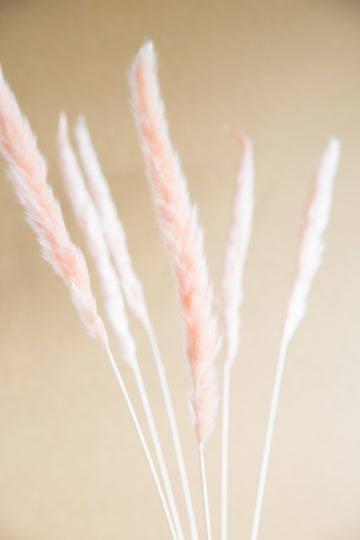 Pampas Grass Peach